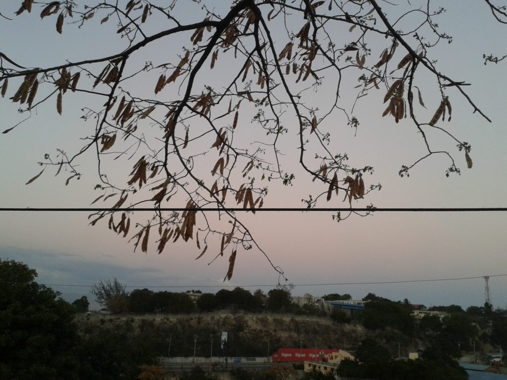 a sparse tree branch hangs over delmas 5 at dusk