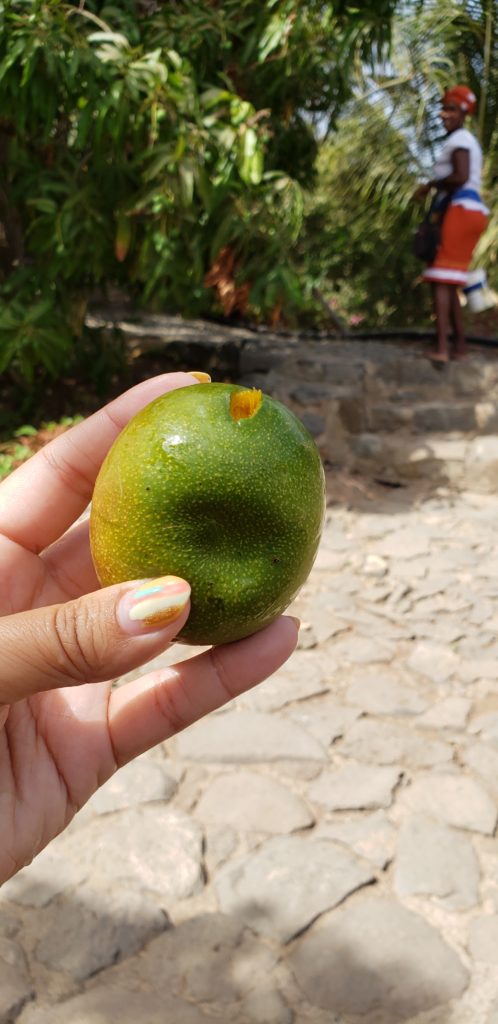 tiny mango in hand